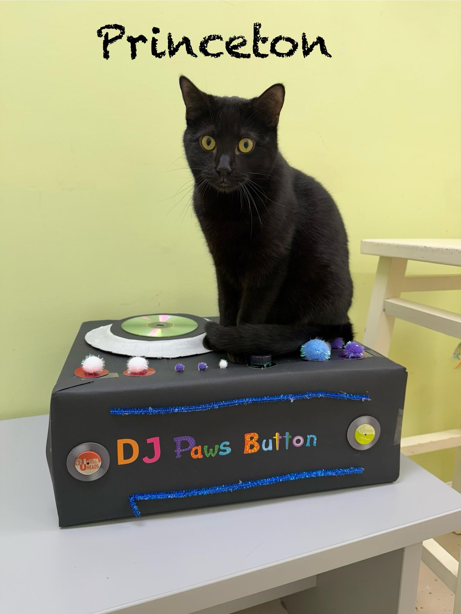 Princeton, Adoptable, Young Male Domestic Short Hair.