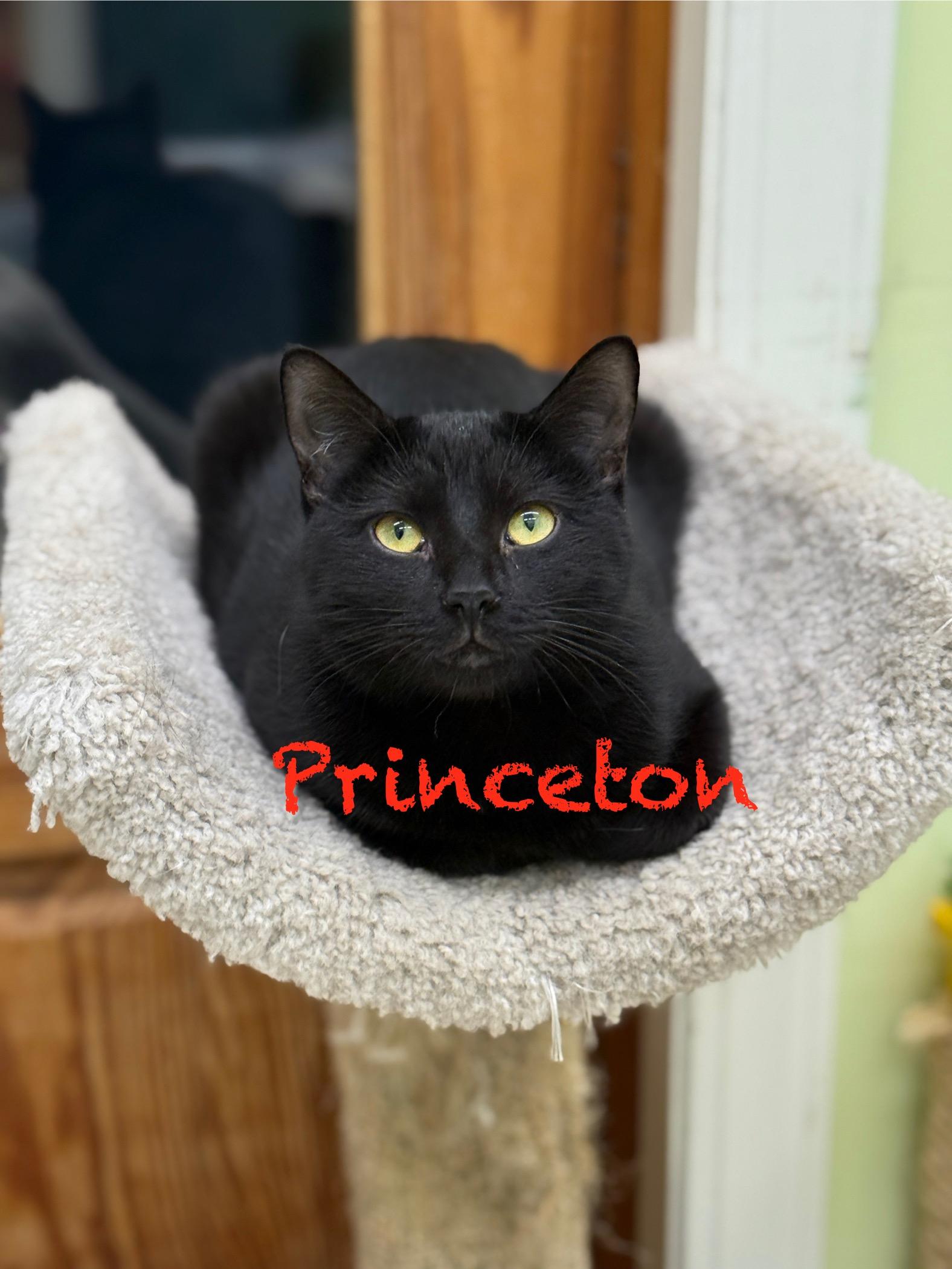 Enlarge Princeton, a Adoptable Domestic Short Hair in Pawleys Island, SC image 2/2