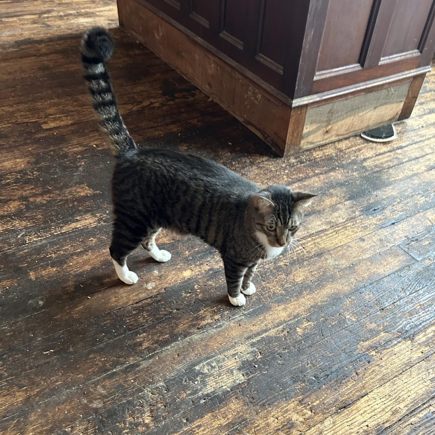 Angus, a Adoptable Domestic Short Hair image 3/3