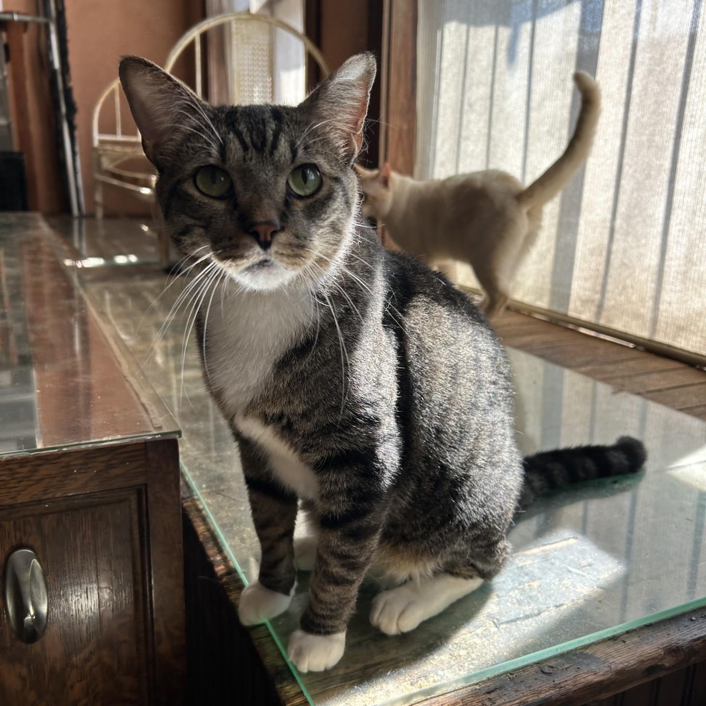 Angus, a Adoptable Domestic Short Hair image 2/3