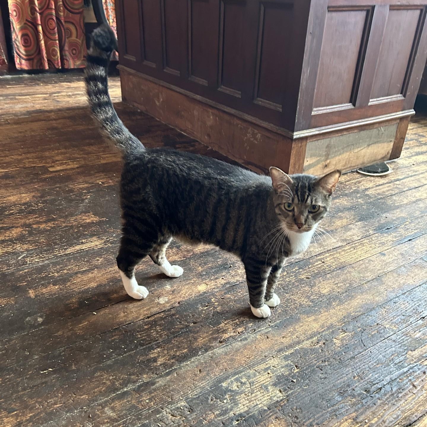 Angus, a Adoptable Domestic Short Hair image 1/3