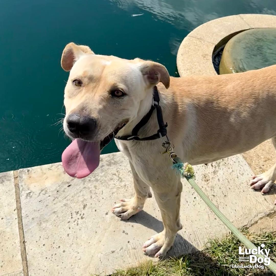 Cloverleaf, Adoptable, Young Female Labrador Retriever & Retriever.