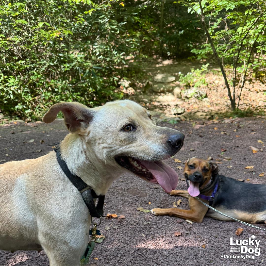 Cloverleaf, a Adoptable mixed breed in Washington, DC image 2/3