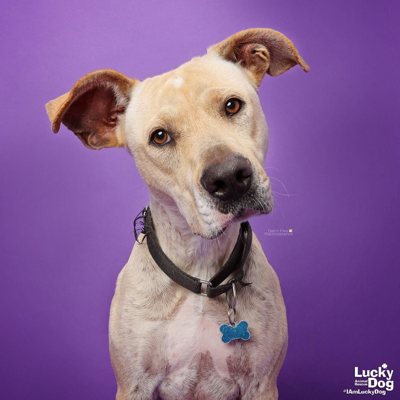 Cloverleaf, a Adoptable mixed breed in Washington, DC image 3/3
