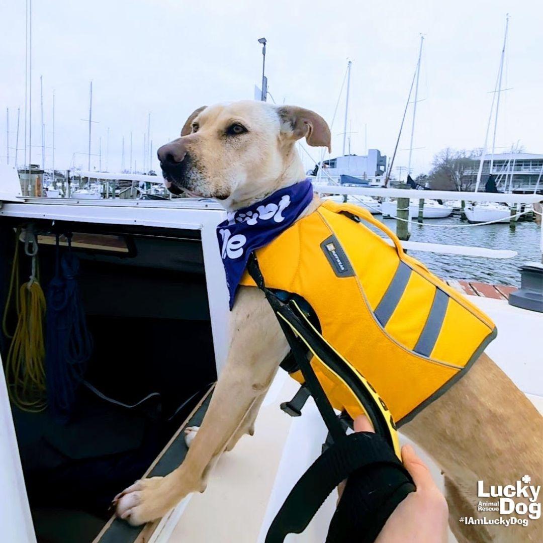 Enlarge Cloverleaf, a Adopted mixed breed in Washington, DC image 3/3