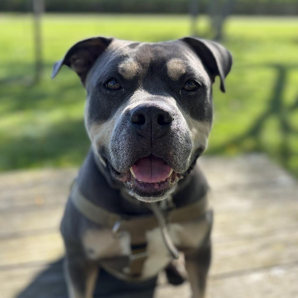 Enlarge Ziggy, a Adoptable Mixed Breed in Bangall, NY image 1/6