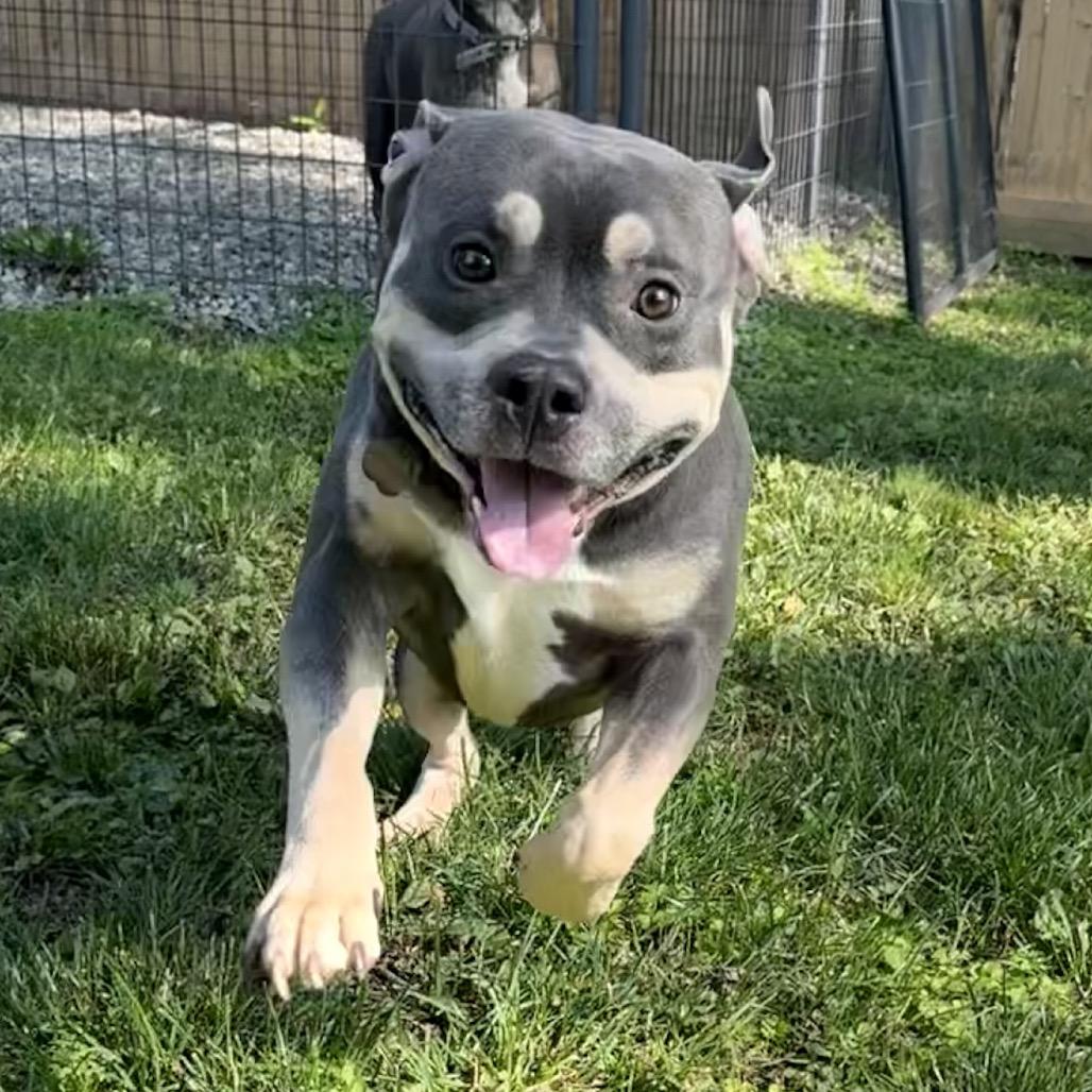 Enlarge Ziggy, a Adoptable Mixed Breed in Bangall, NY image 2/6