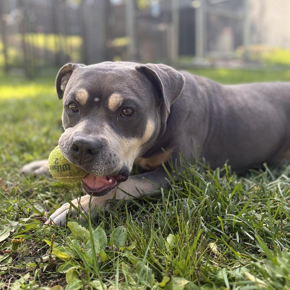 Enlarge Ziggy, a Adoptable Mixed Breed in Bangall, NY image 3/6