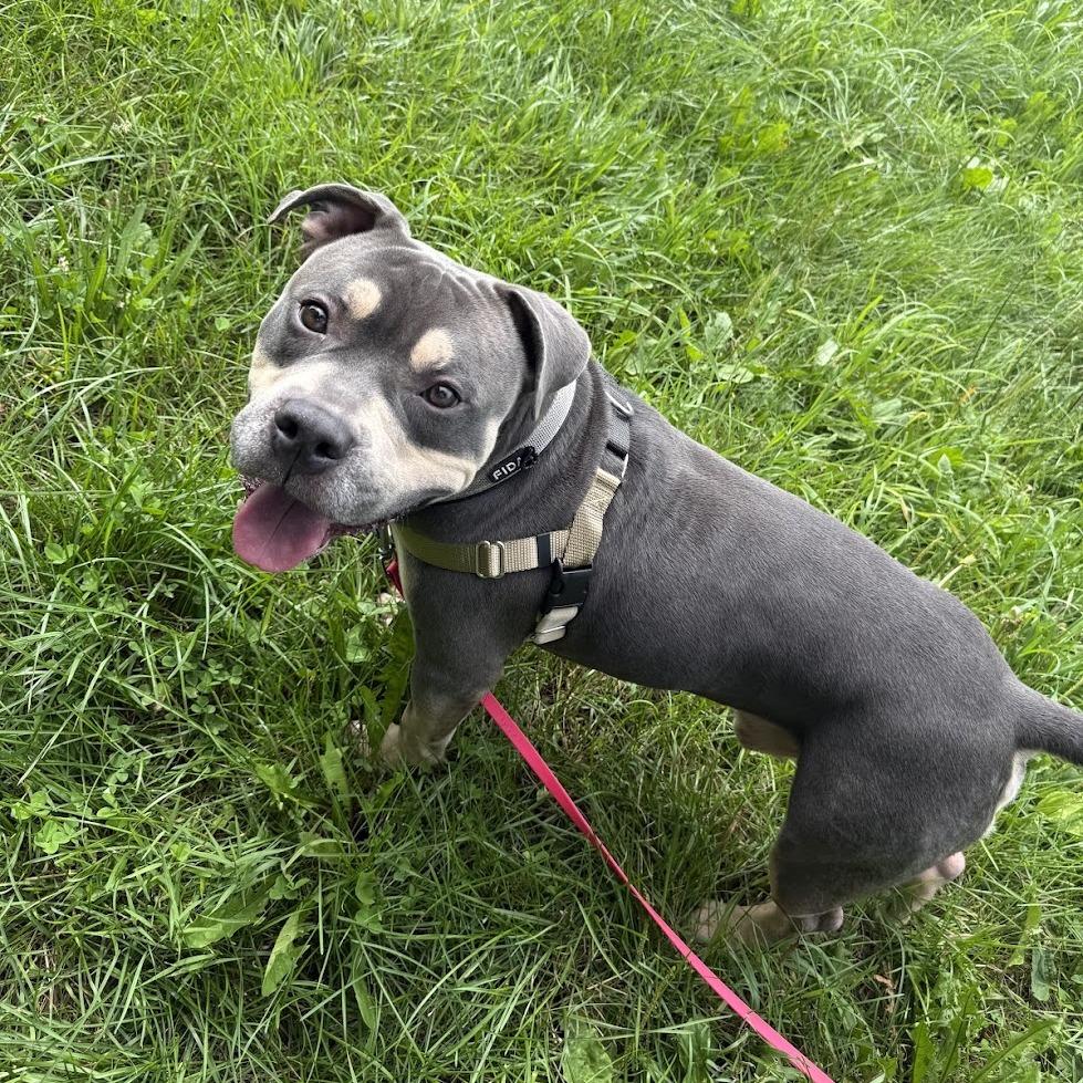 Enlarge Ziggy, a Adoptable Mixed Breed in Bangall, NY image 4/6