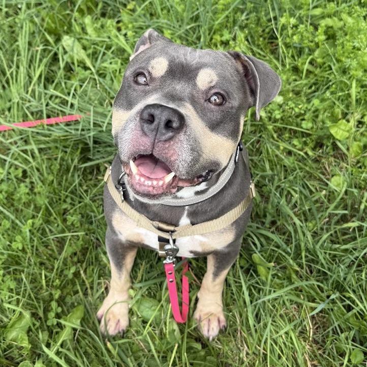 Enlarge Ziggy, a Adoptable Mixed Breed in Bangall, NY image 5/6