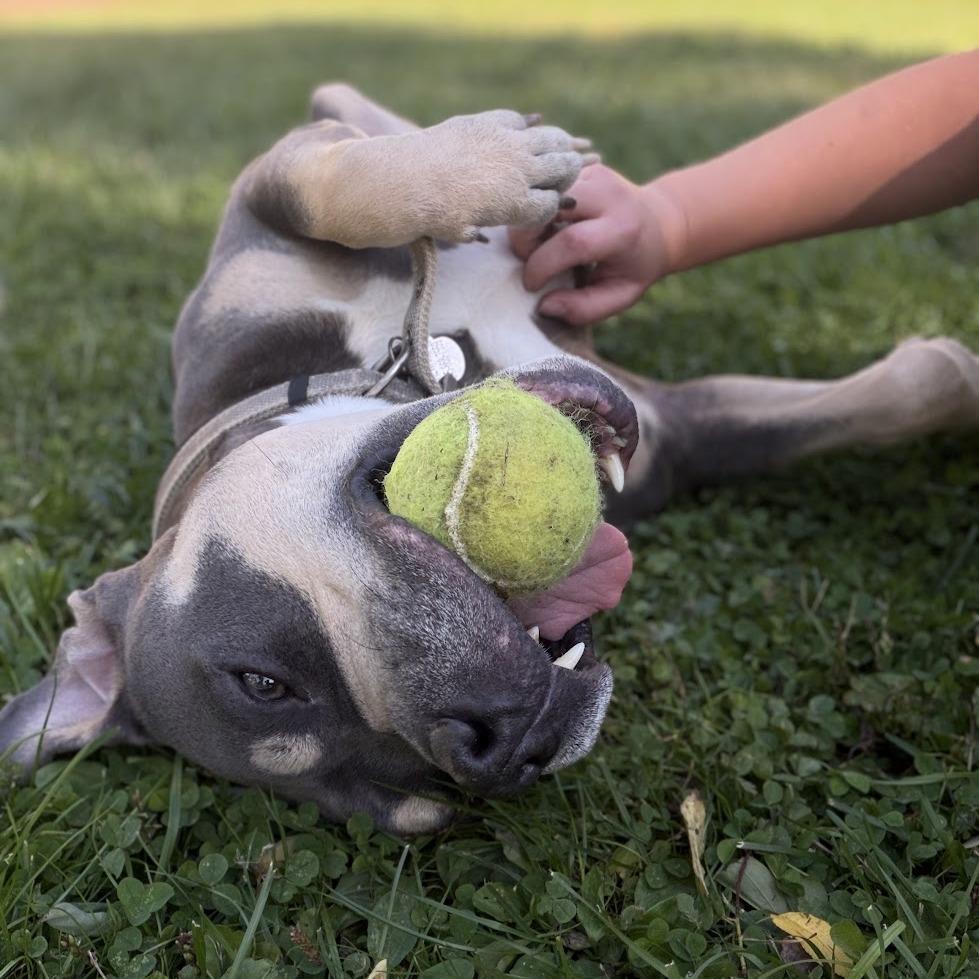 Enlarge Ziggy, a Adoptable Mixed Breed in Bangall, NY image 6/6