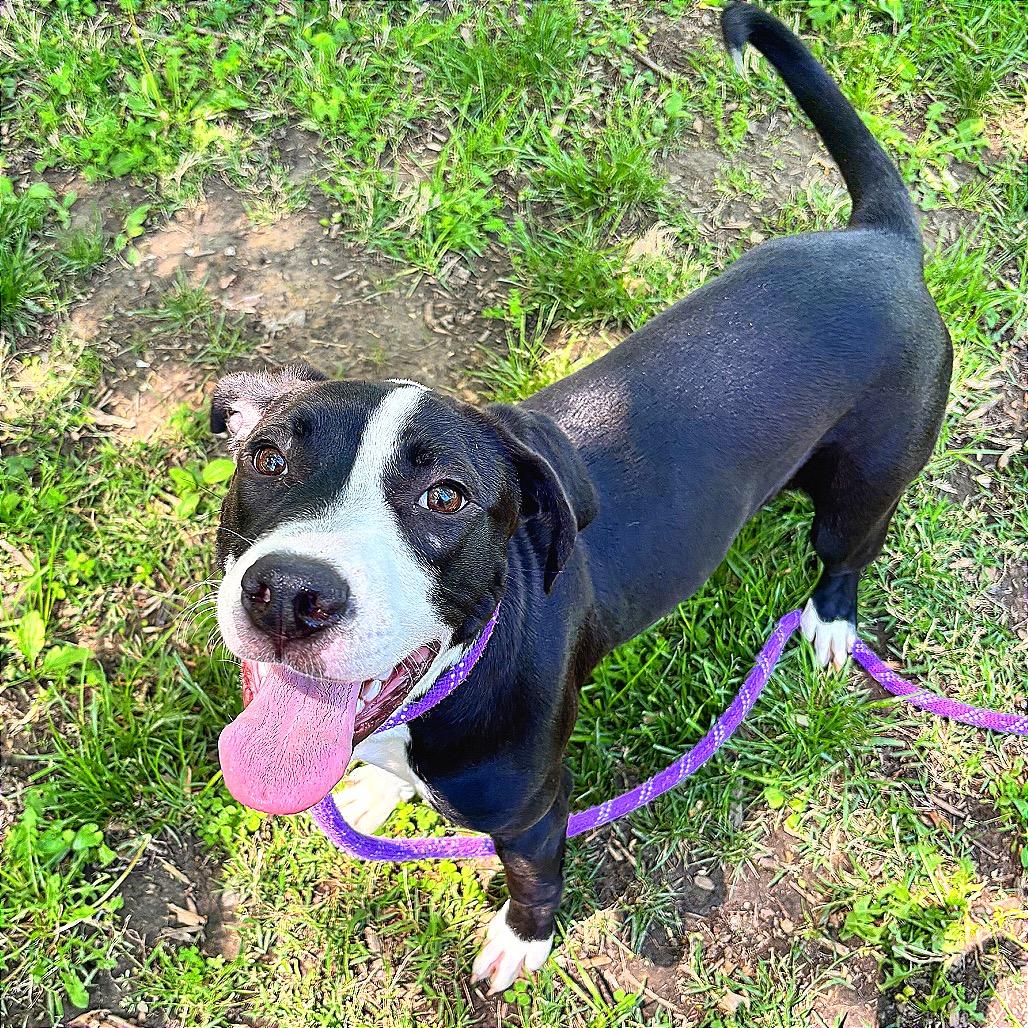 Enlarge Peony, a Adoptable Pit Bull Terrier in Belleville, IL image 1/4