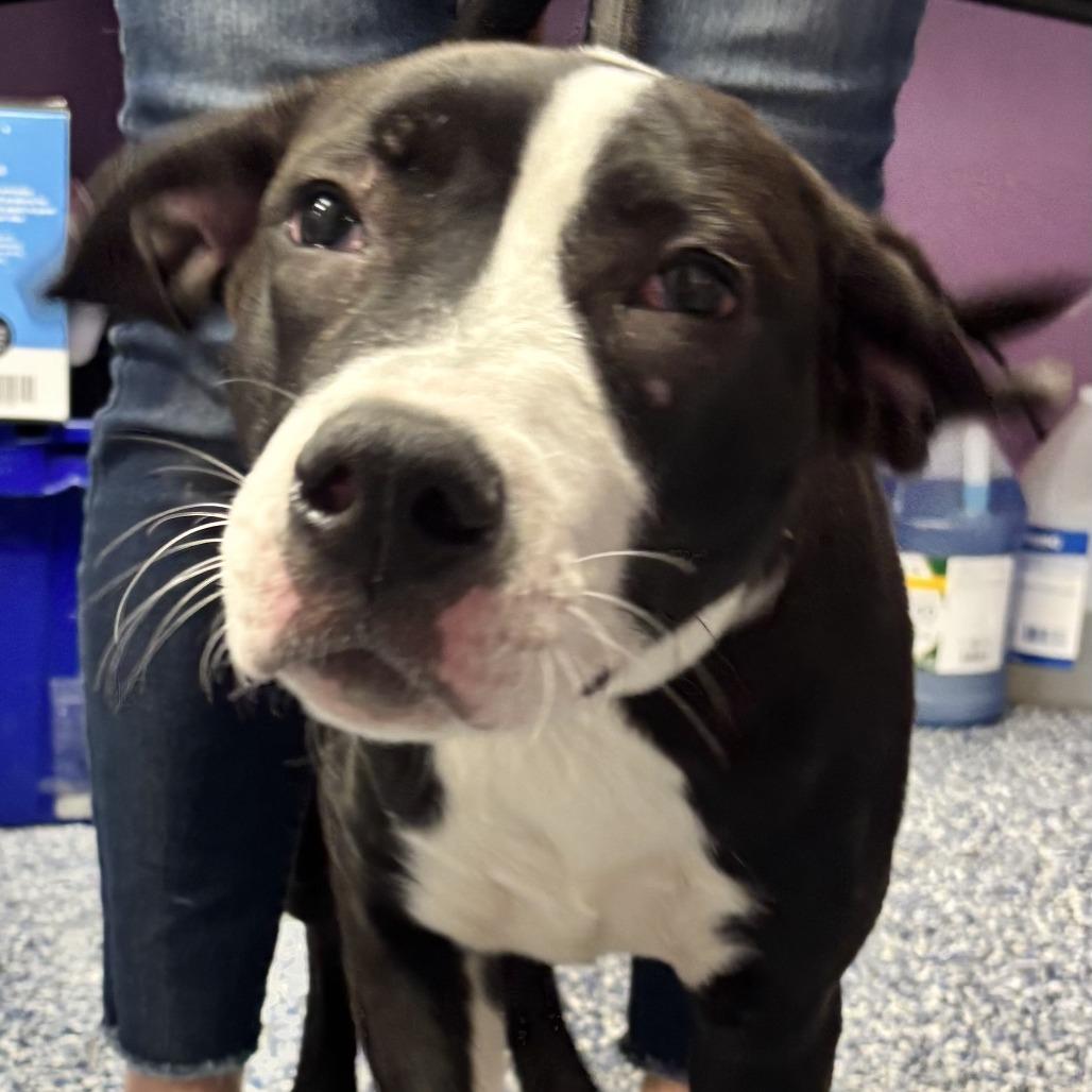 Enlarge Peony, a Adoptable Pit Bull Terrier in Belleville, IL image 2/4