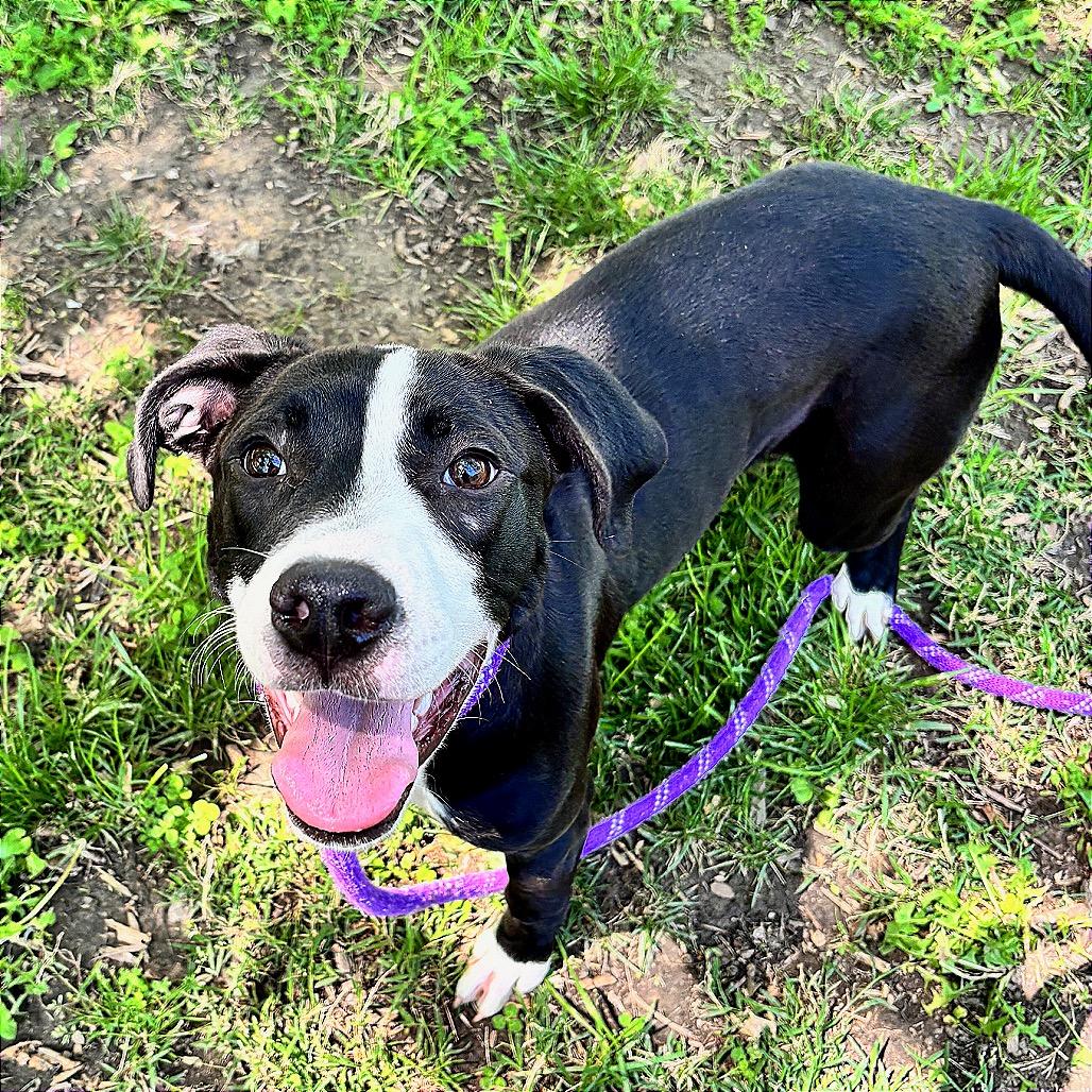 Enlarge Peony, a Adoptable Pit Bull Terrier in Belleville, IL image 3/4