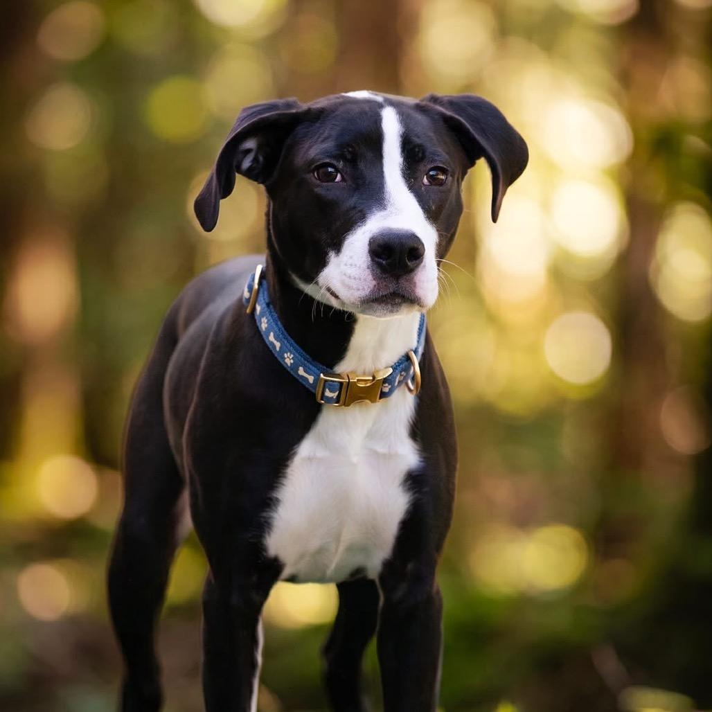 Enlarge Peony, a Adoptable Pit Bull Terrier in Belleville, IL image 4/4