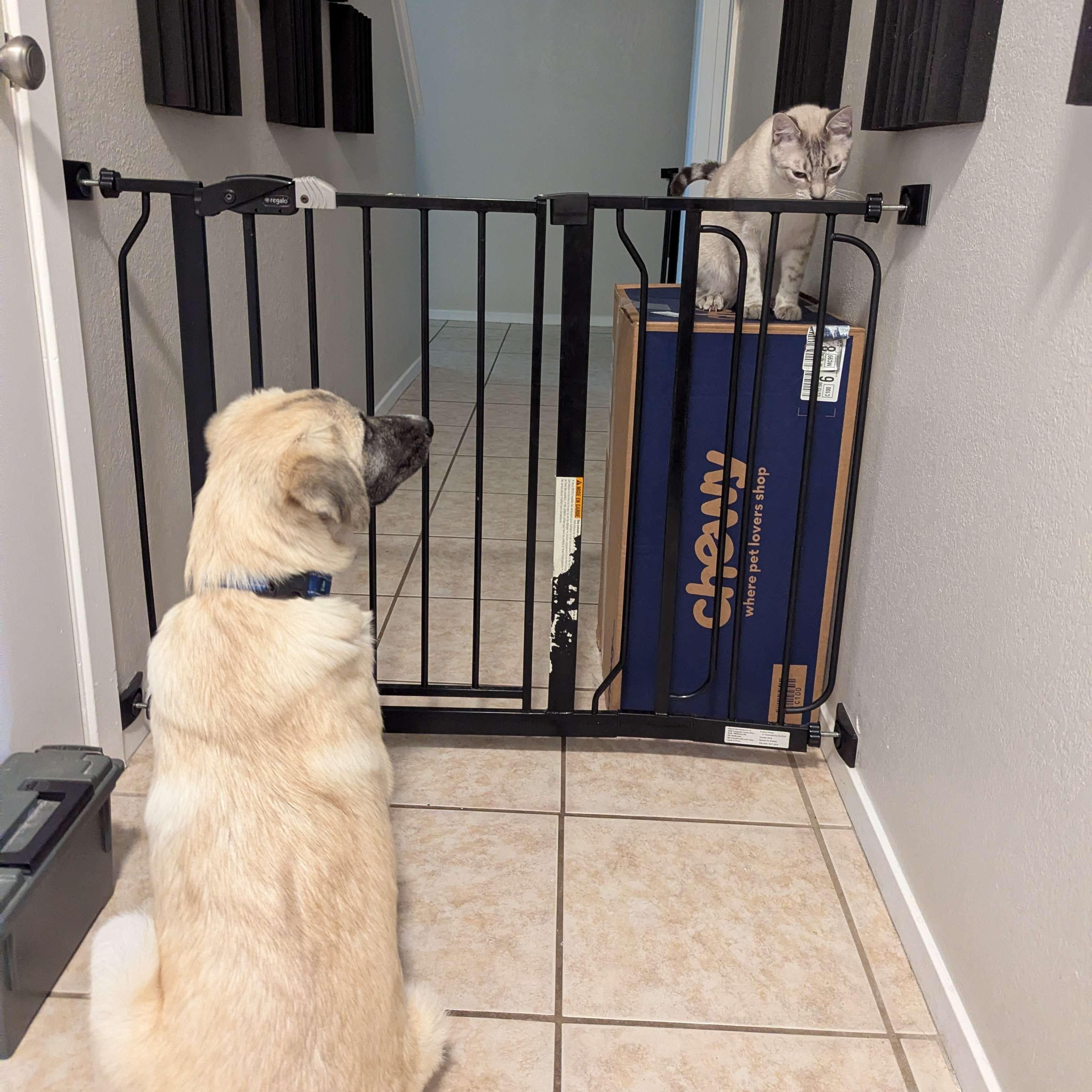 Enlarge Sesame, a Adoptable mixed breed in Austin, TX image 5/6