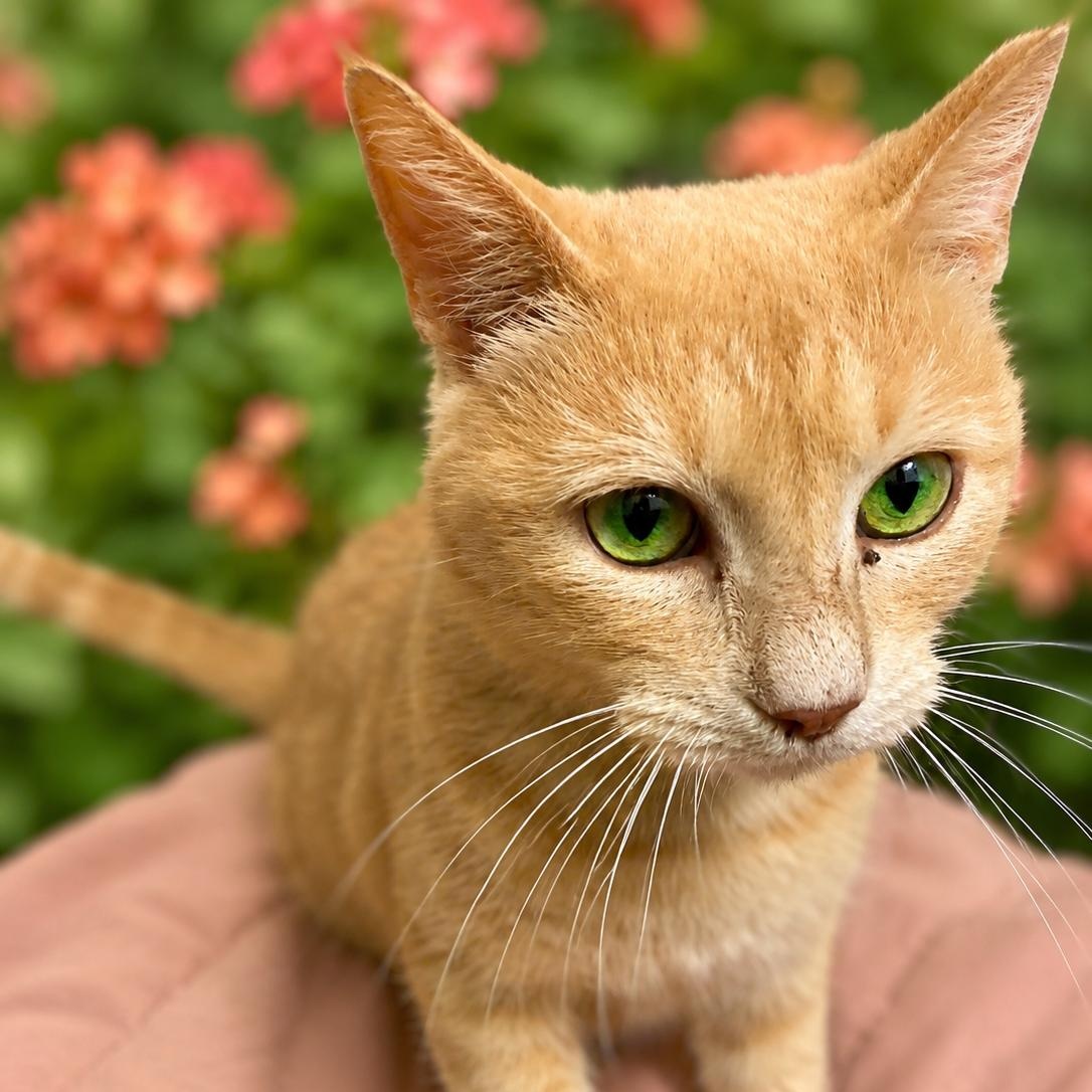 Enlarge Marigold, a Adoptable Domestic Short Hair in Charlotte, NC image 2/3