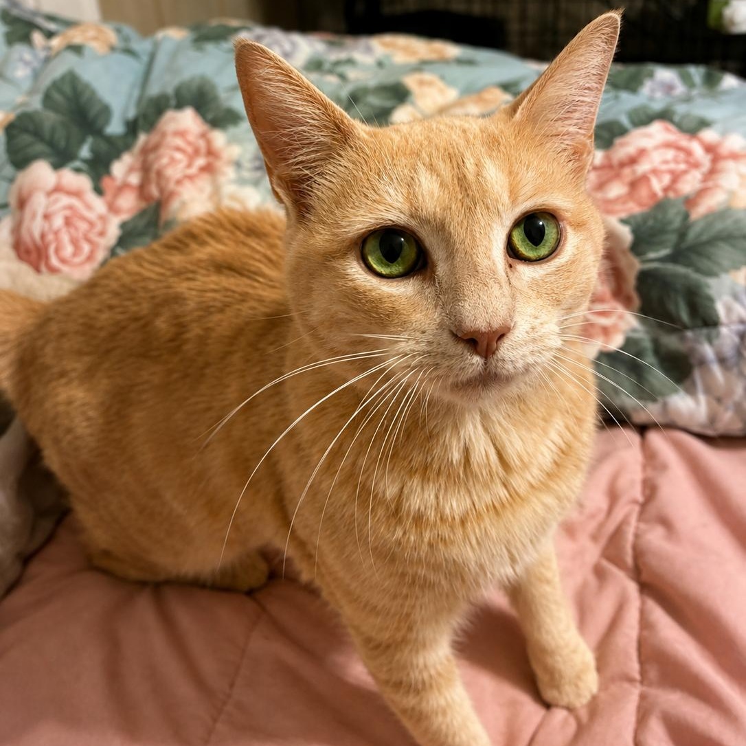 Marigold, Adoptable, Adult Female Domestic Short Hair.