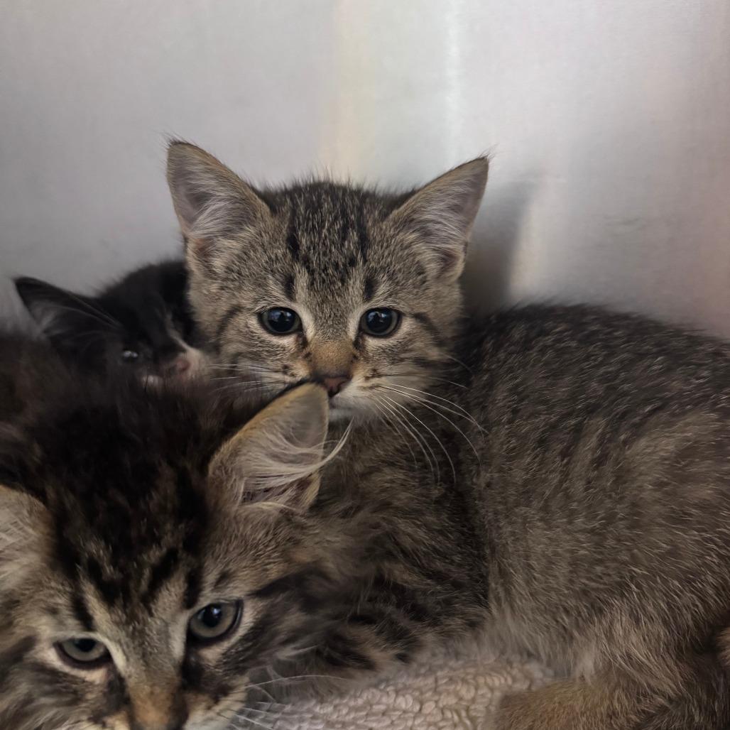 Zooble, Adoptable, Kitten Male Domestic Short Hair.