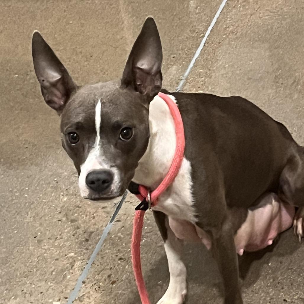 Enlarge Sterling, a Adoptable Pit Bull Terrier in Washburn, MO image 1/1
