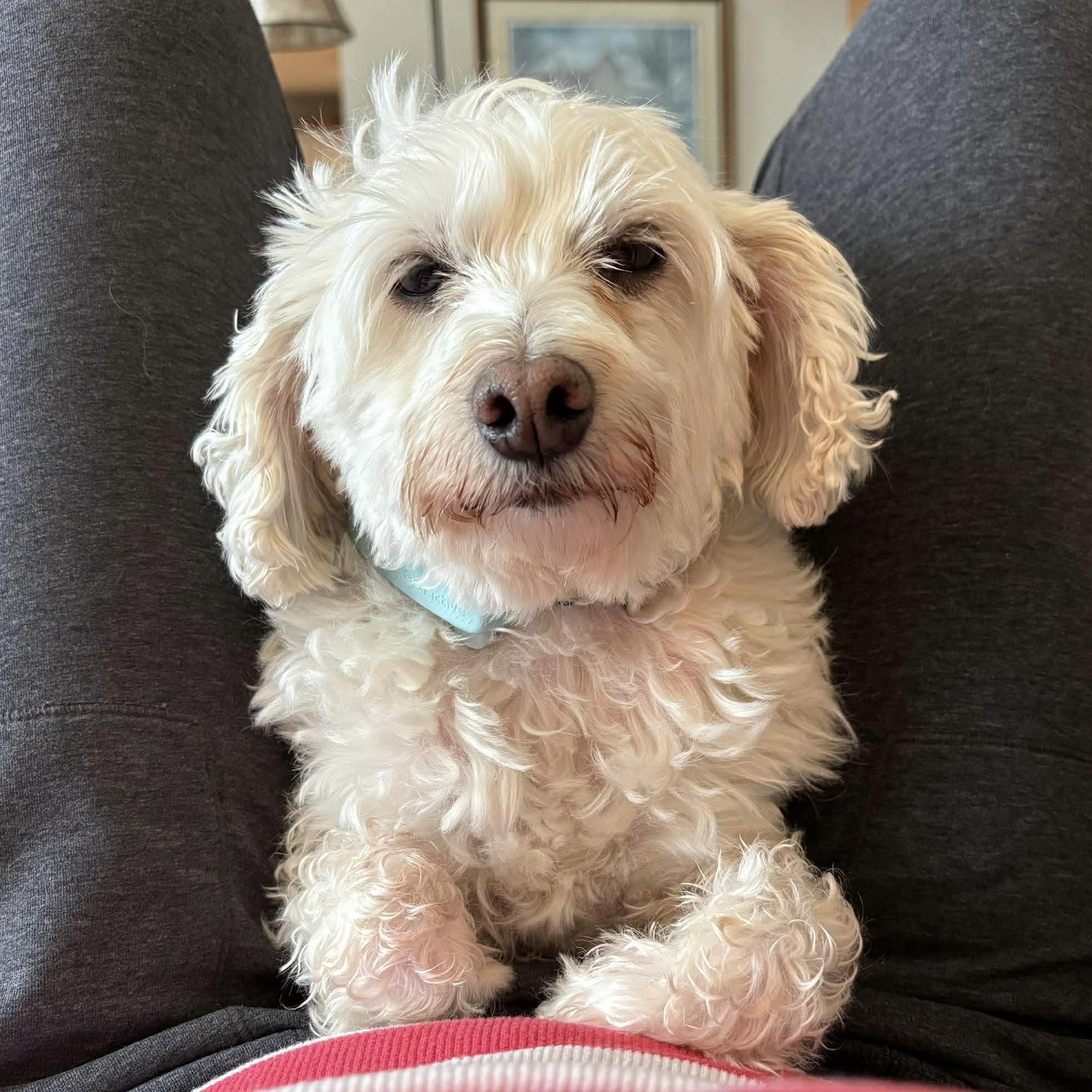 Enlarge Ernie & Stella, a ADOPTABLE mixed breed in Windsor, ON image 2/6