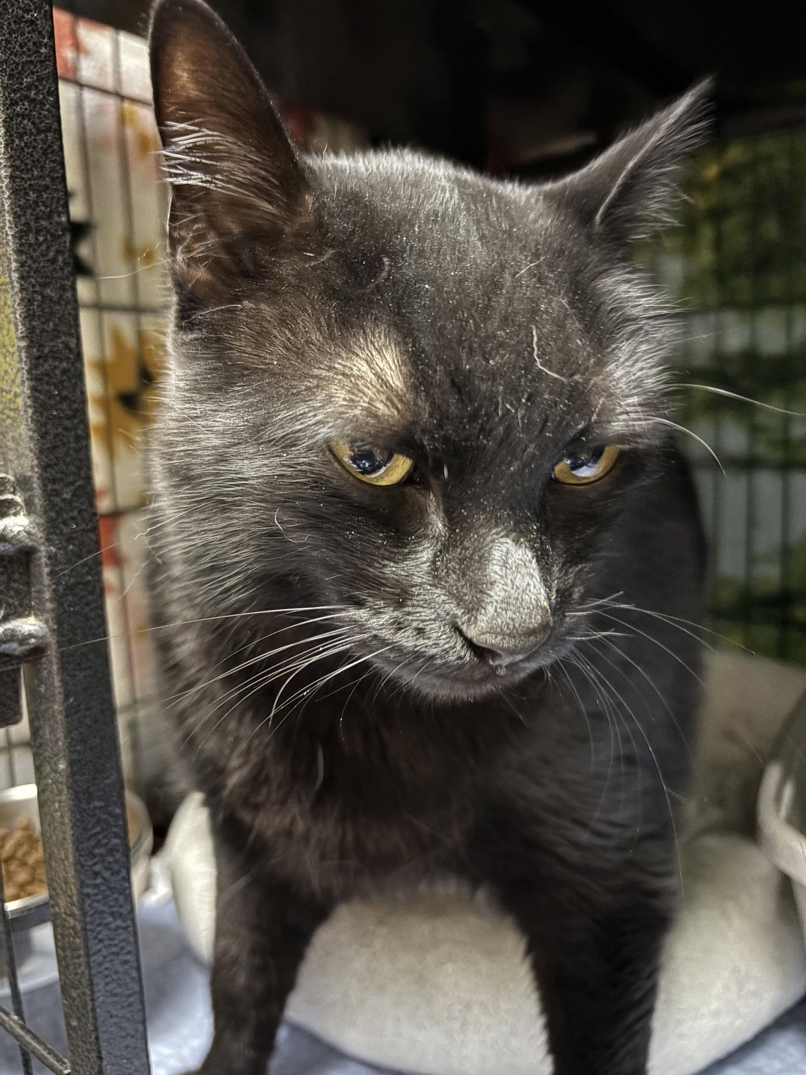 Harley, a Adoptable Domestic Short Hair in Lake Saint Louis, MO image 1/2