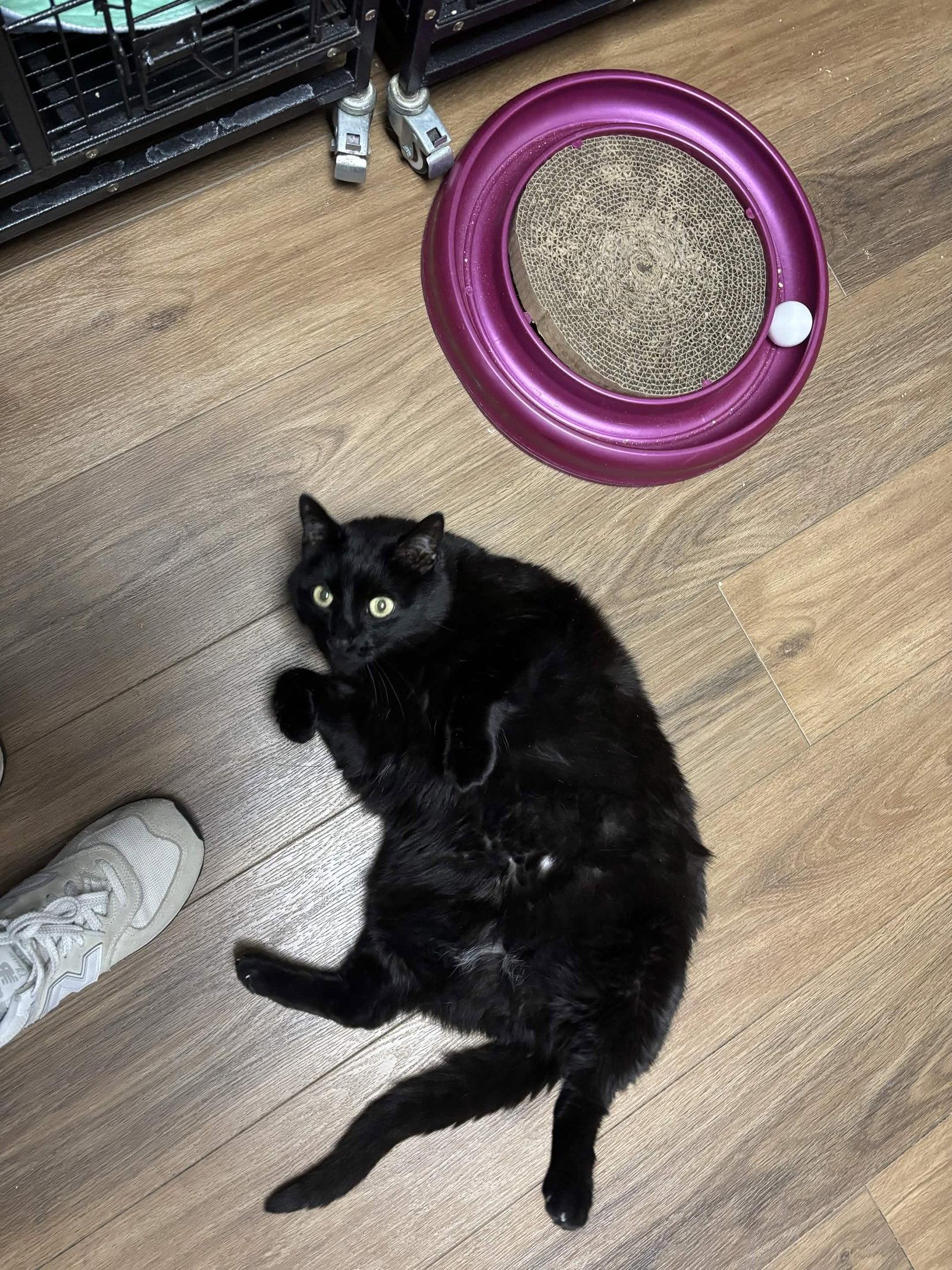 Harley, a Adoptable Domestic Short Hair in Lake Saint Louis, MO image 2/2