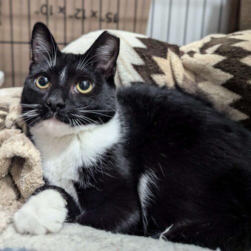 Spoopy, Adoptable, Young Female Domestic Short Hair.