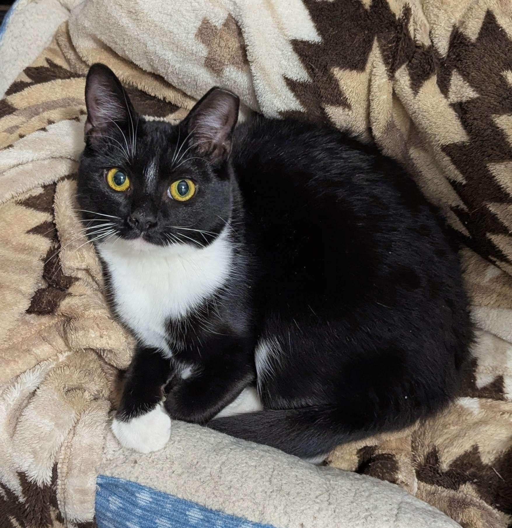 Enlarge Spoopy, a Adoptable Domestic Short Hair in Seven Valleys, PA image 2/2