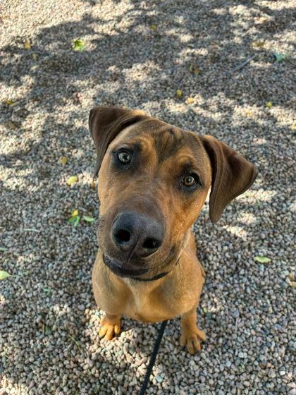 Niko, Adoptable, Adult Female Rhodesian Ridgeback.