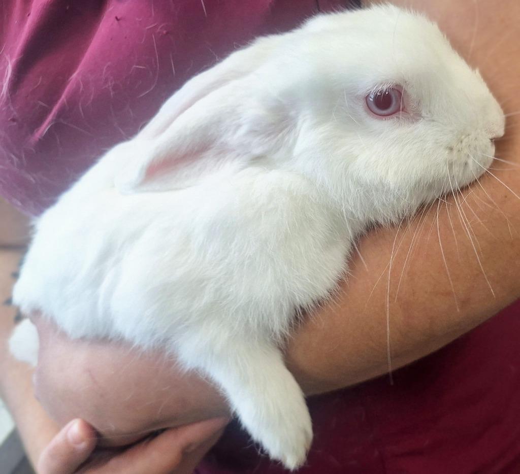 Bunnicula, Adoptable, Young Female American.