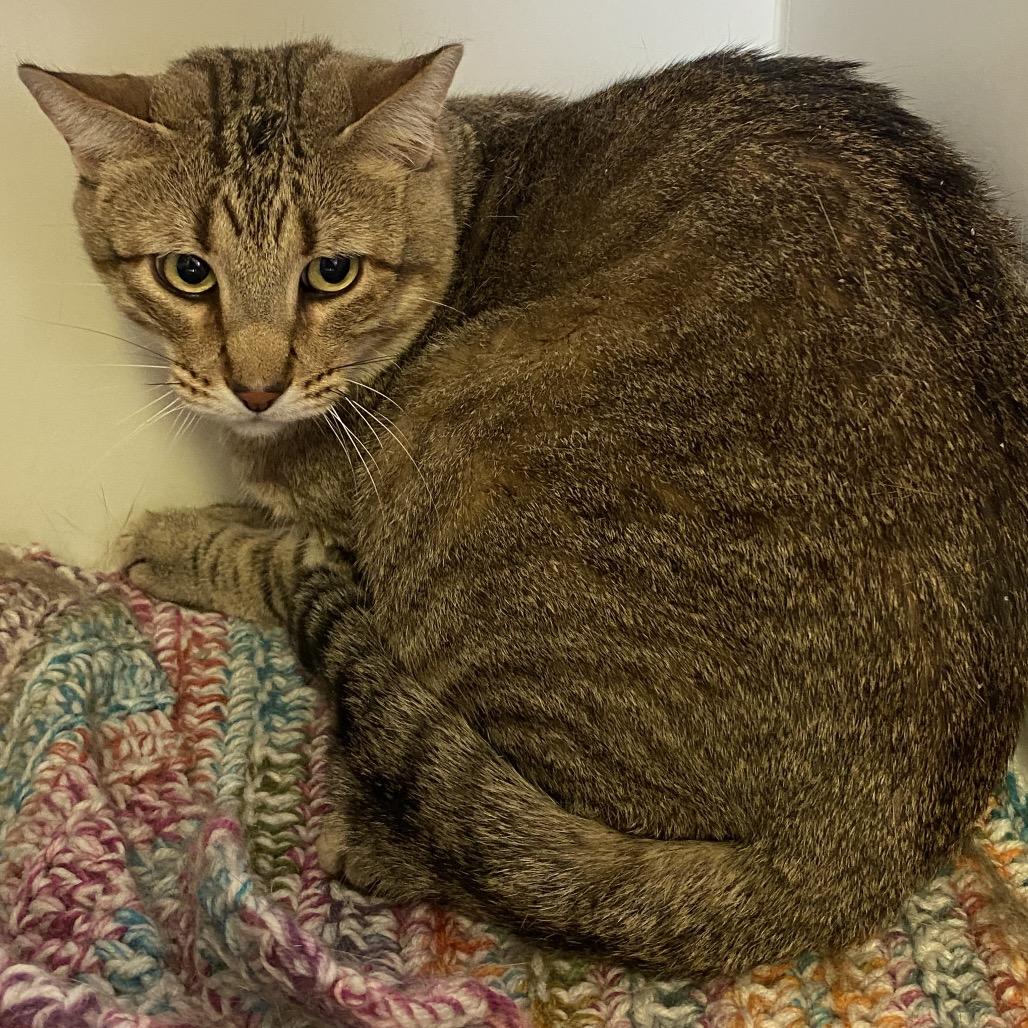 Enlarge Hondo Blondo, a Adoptable Domestic Short Hair in Norfolk, NE image 1/1