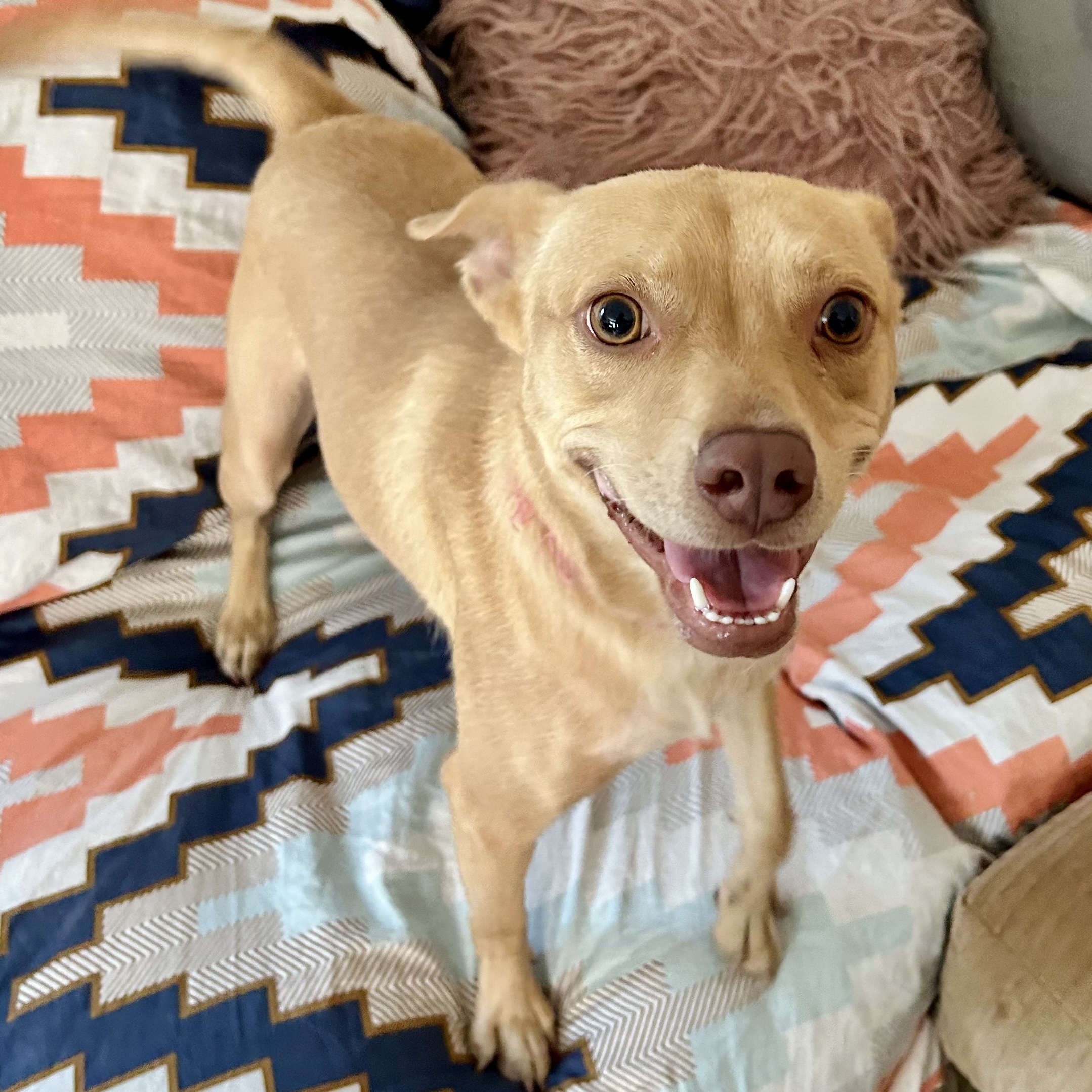 Lizotte BL13110-T, Adoptable, Adult Female Basenji & Carolina Dog.