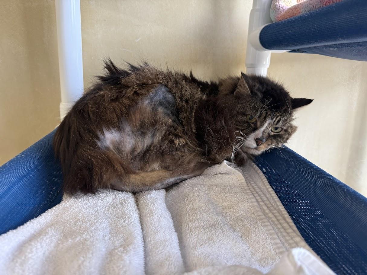 Enlarge Chico, a ADOPTABLE Domestic Medium Hair in Berkeley, CA image 3/3