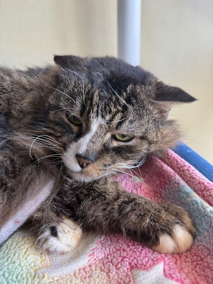 Enlarge Chico, a ADOPTABLE Domestic Medium Hair in Berkeley, CA image 2/3