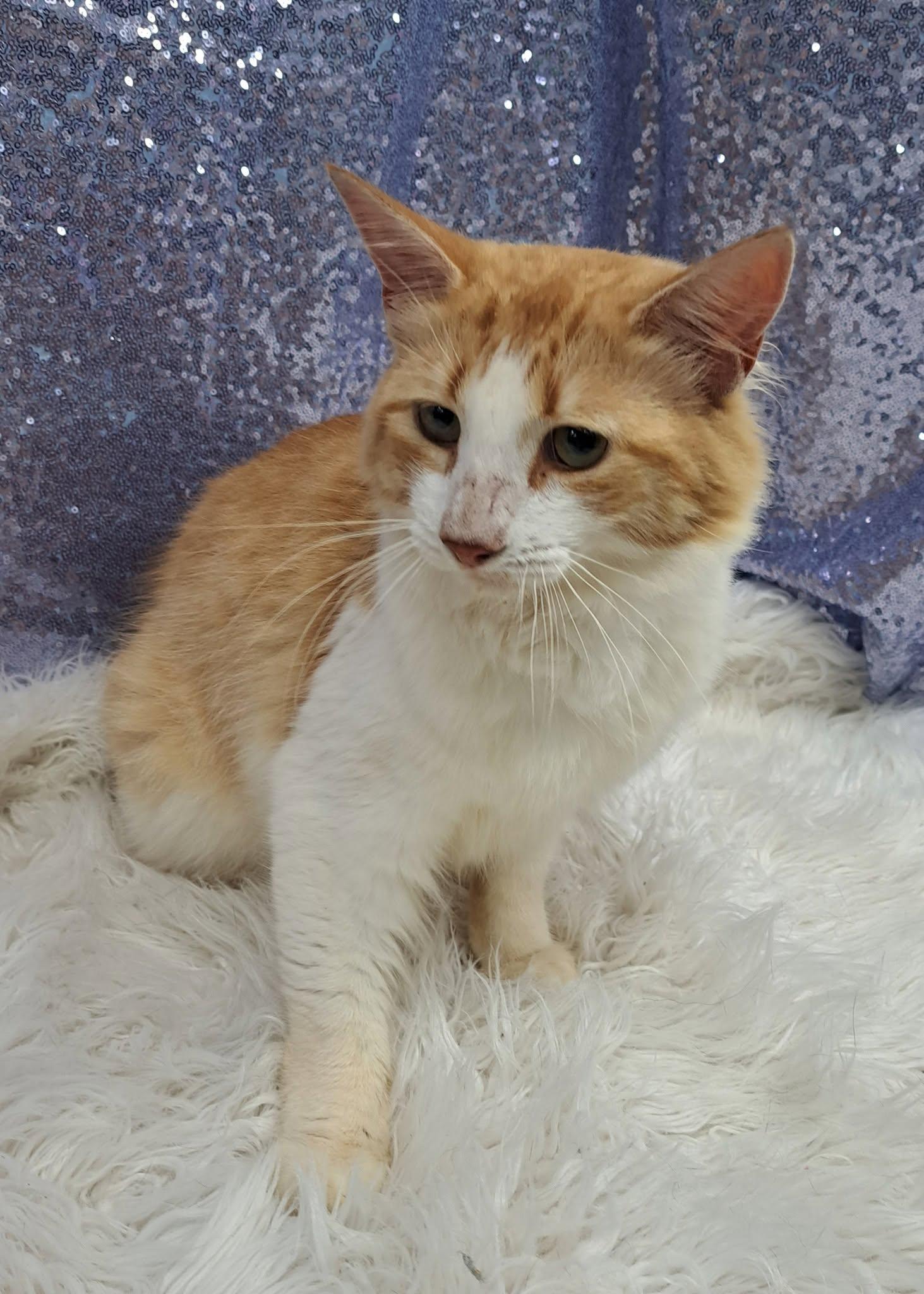 Gusto, Adoptable, Adult Male Domestic Medium Hair.