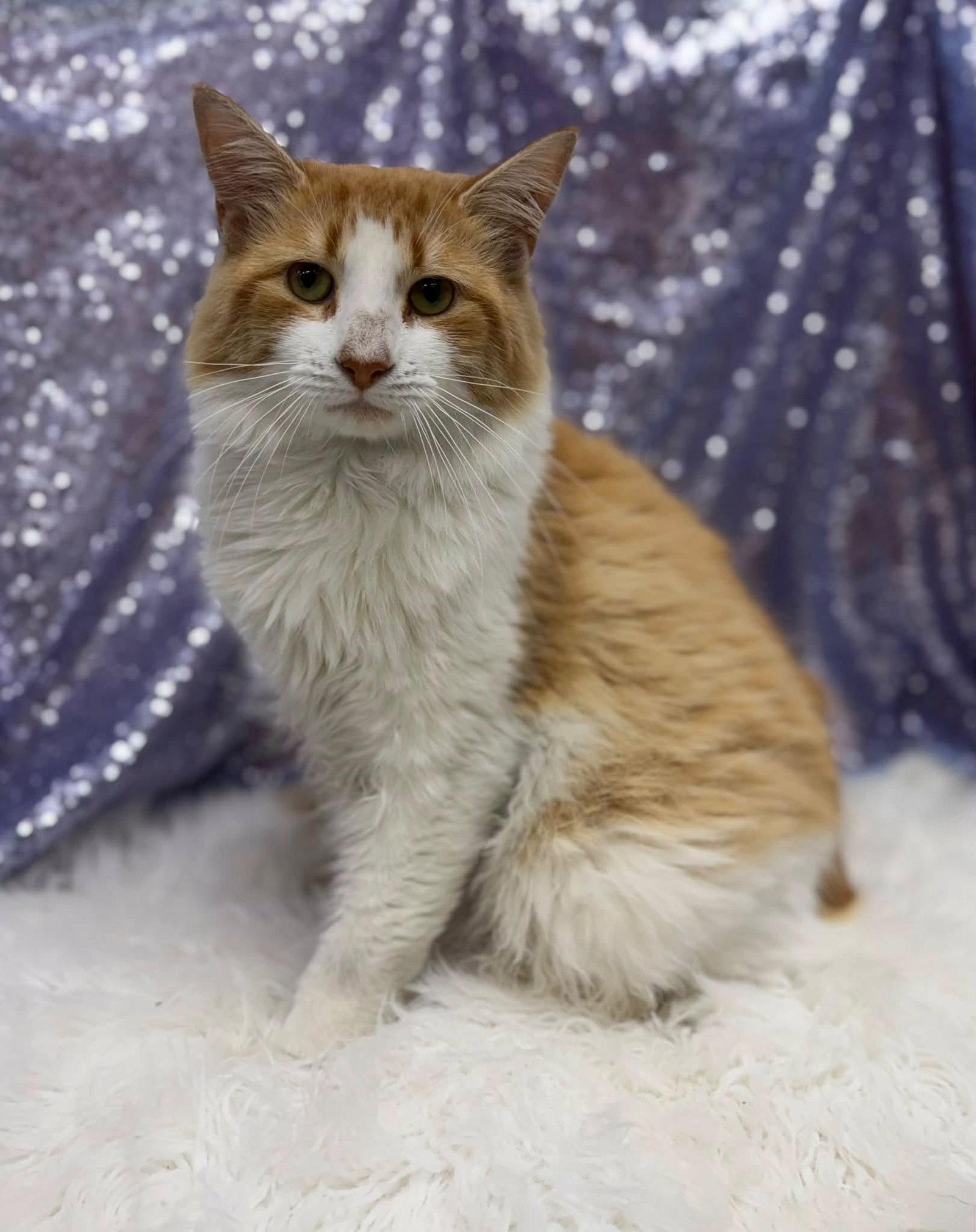 Enlarge Gusto, a Adoptable Domestic Medium Hair in Clarkesville, GA image 2/2