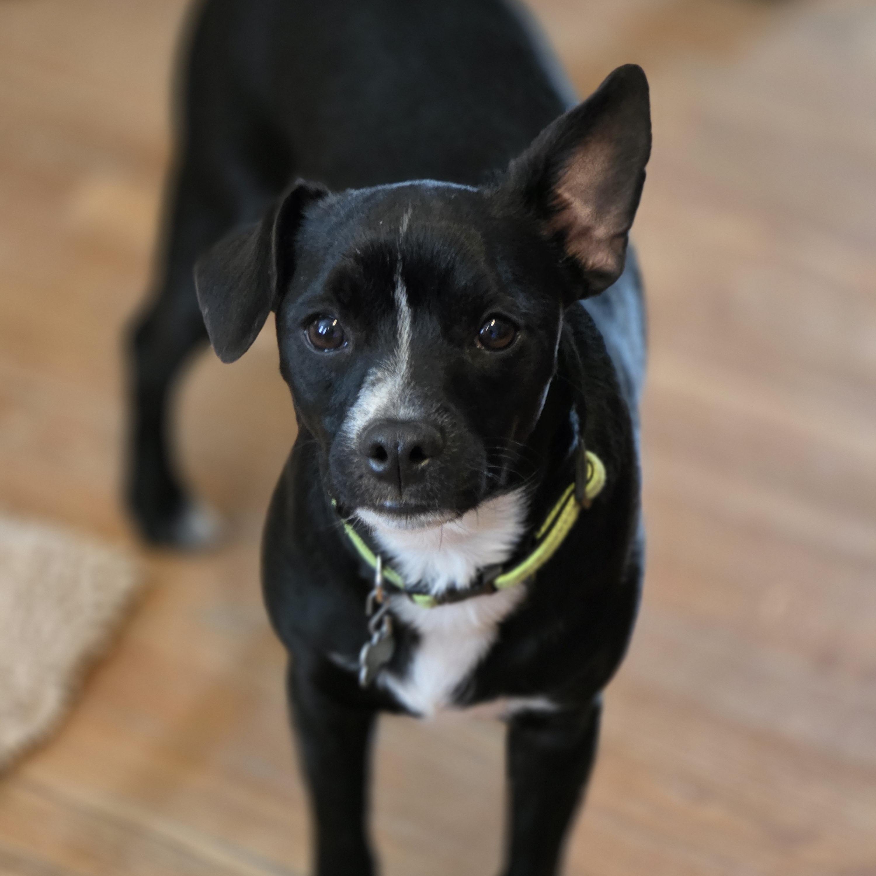 Enlarge Dakota, a ADOPTABLE mixed breed in Lisbon, IA image 6/6