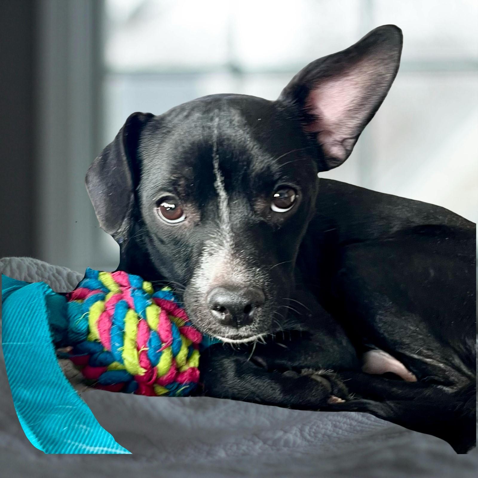 Enlarge Dakota, a ADOPTABLE mixed breed in Lisbon, IA image 5/6