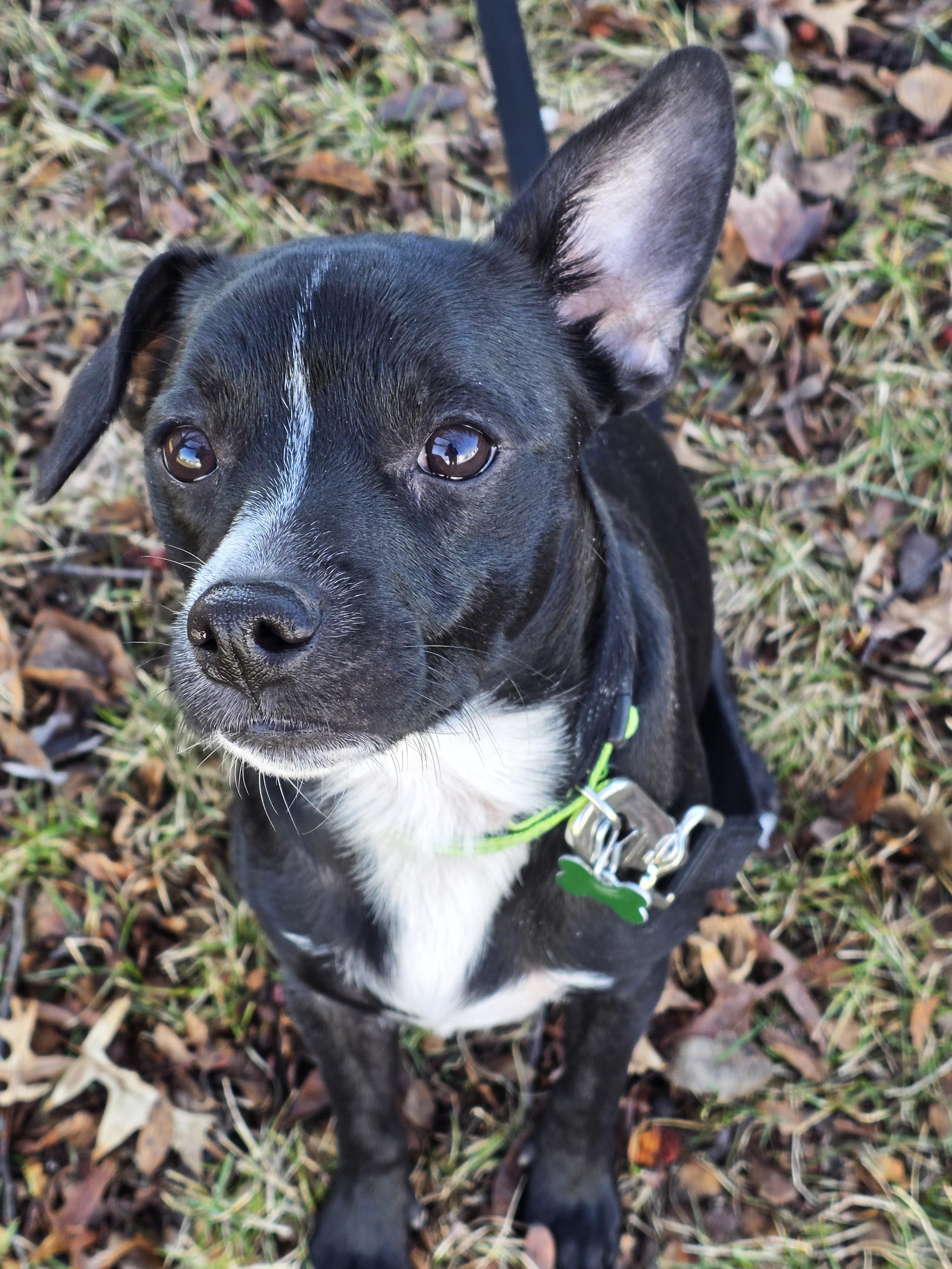 Enlarge Dakota, a ADOPTABLE mixed breed in Lisbon, IA image 2/6