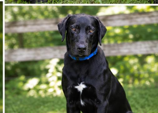 River, a ADOPTABLE mixed breed in St. Louis, MO image 5/5