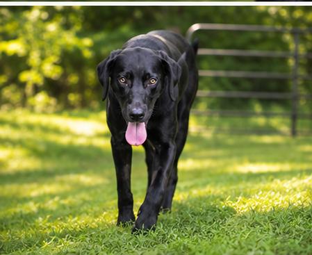 River, a ADOPTABLE mixed breed in St. Louis, MO image 2/5