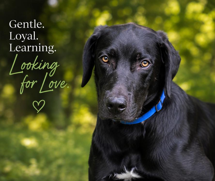 River, ADOPTABLE, Young Male Great Pyrenees & Weimaraner.