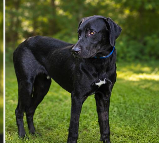 River, a ADOPTABLE mixed breed in St. Louis, MO image 4/5