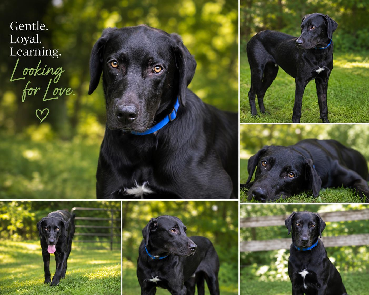 River, a ADOPTABLE mixed breed in St. Louis, MO image 3/5