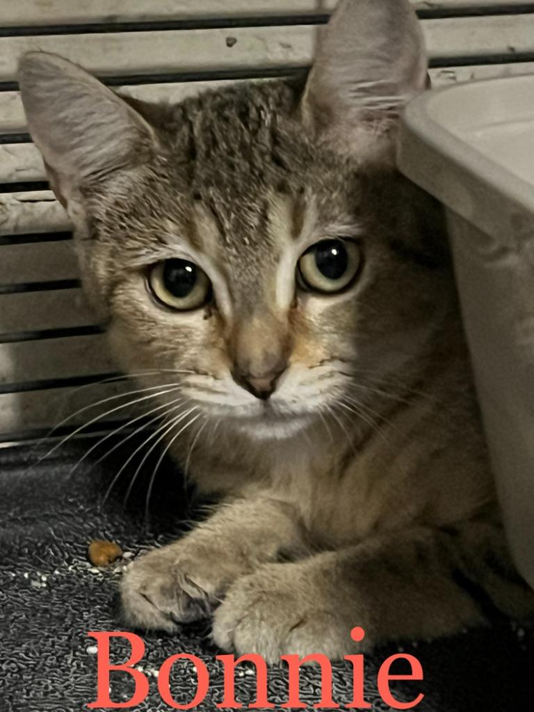 Bonnie, Adoptable, Kitten Female Domestic Short Hair.