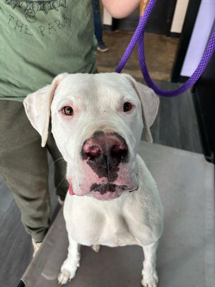 Mojo Dojo, Adoptable, Young Male Dogo Argentino & Great Dane.