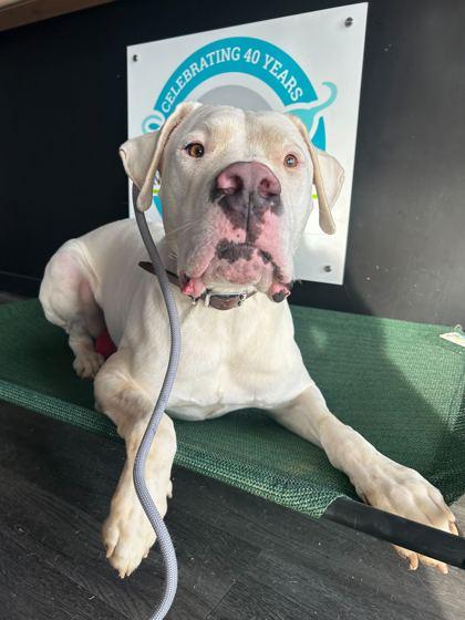 Enlarge Mojo Dojo, a Adoptable mixed breed in Louisville, KY image 2/3