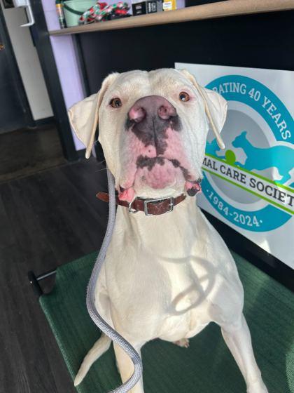 Enlarge Mojo Dojo, a Adoptable mixed breed in Louisville, KY image 3/3