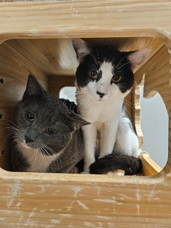 Enlarge Egg Noodle, a Adoptable Domestic Short Hair in Fort Collins, CO image 1/2